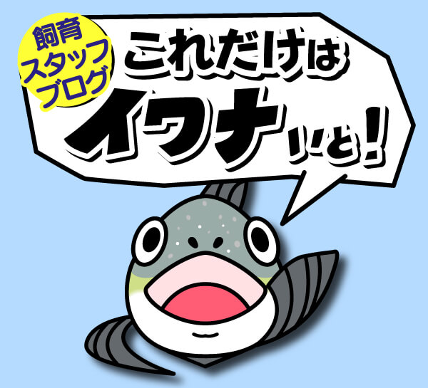 飼育スタッフブログこれだけはイワナいと！